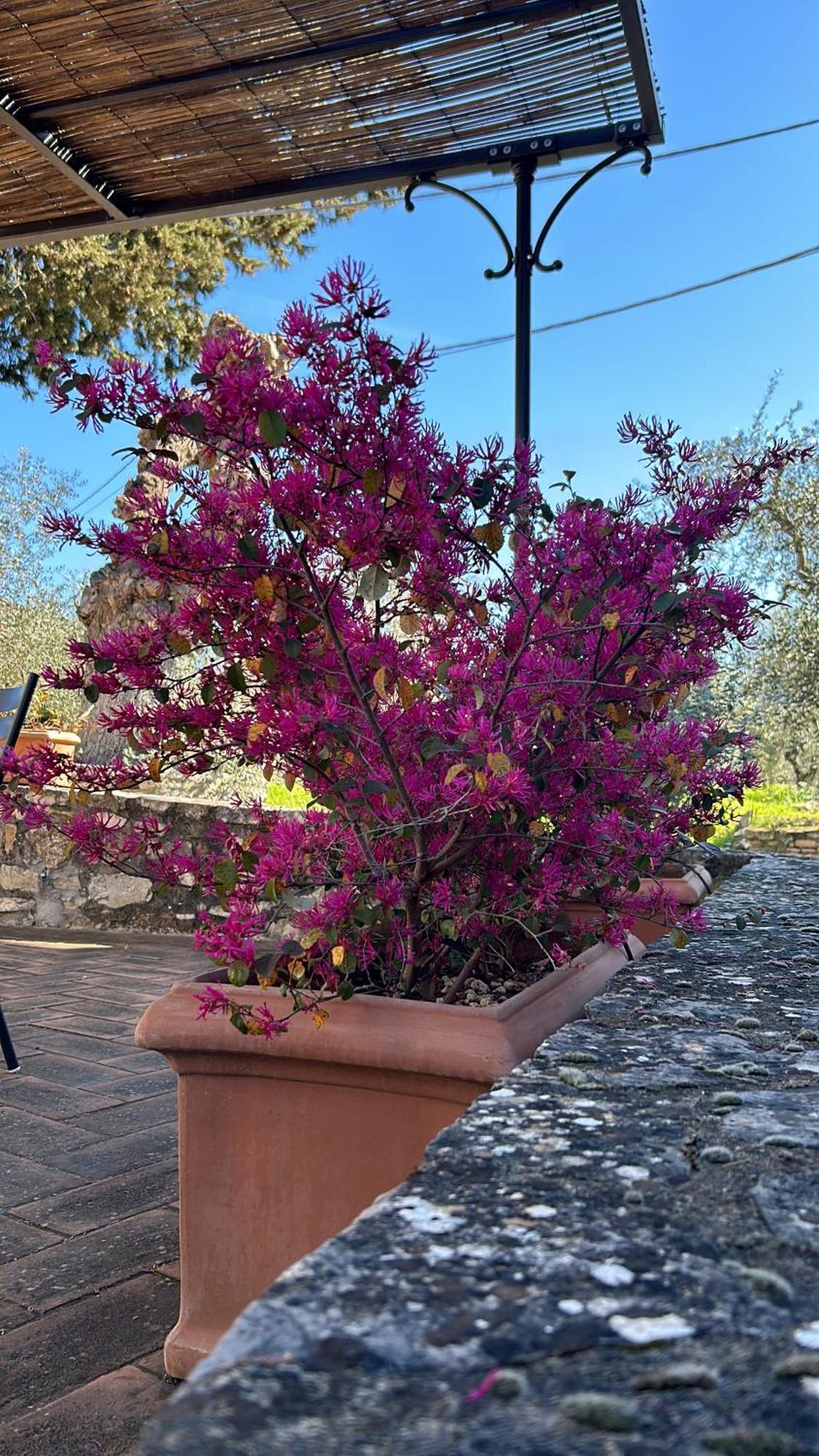 Vila Borgo A Monti Di Sotto Gaiole in Chianti Exteriér fotografie